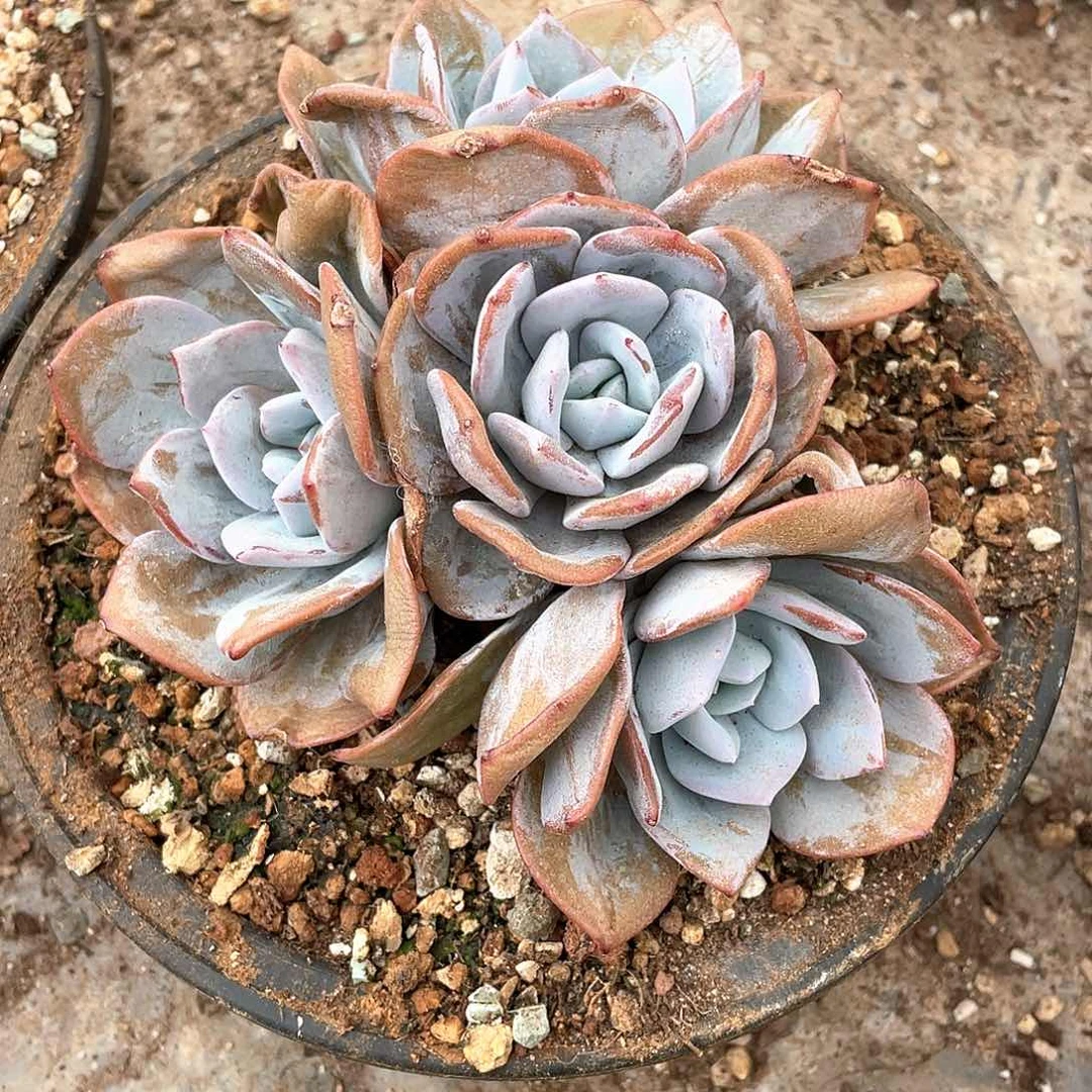 @**签多肉植物多肉植物