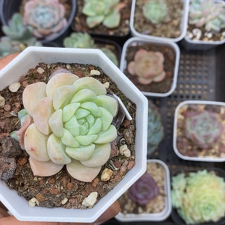 一物一拍满十元包邮128