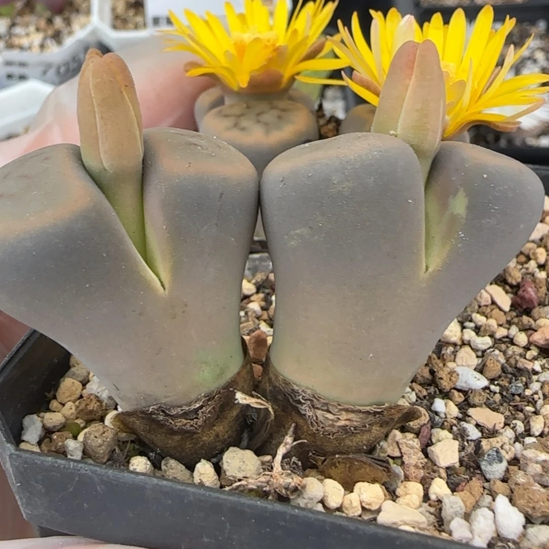 11.21。萌肉腿长清盒福利。7055