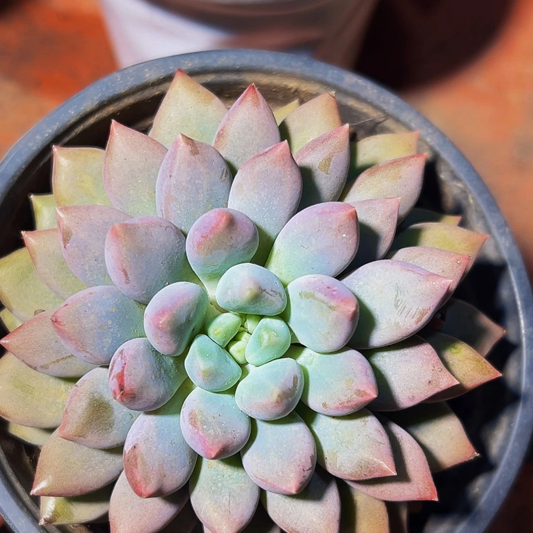 美人多肉植物一物一拍