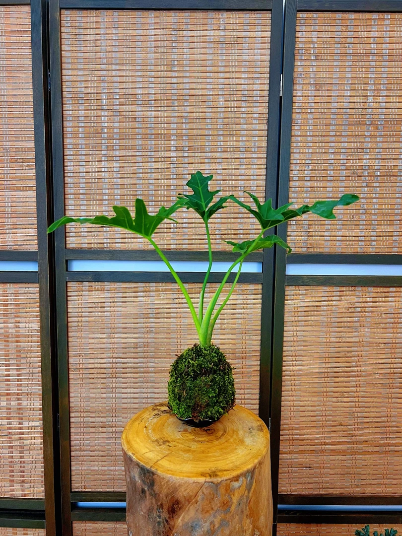 【朴朗】龙鳞春羽苔藓球植物盆栽室内耐活好养办公室茶桌迷你绿植