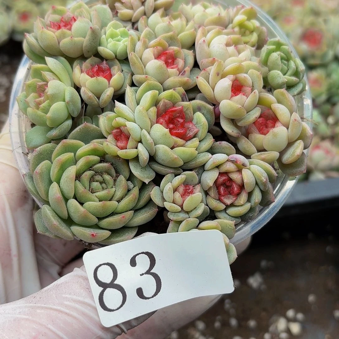 多肉植物多肉植物83