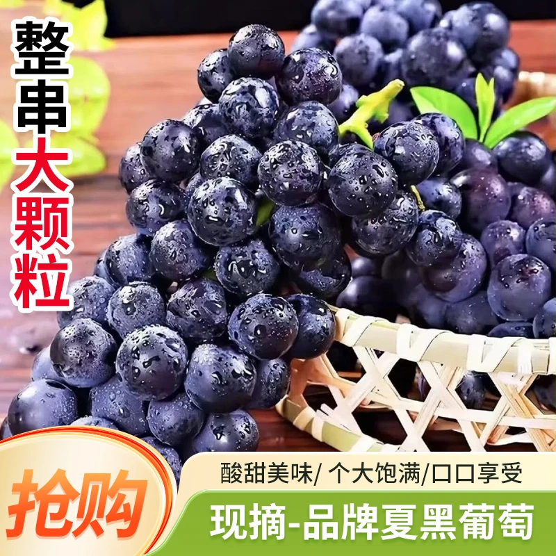 新鲜夏黑无籽葡萄当季新鲜夏黑葡萄农家自种现摘现发