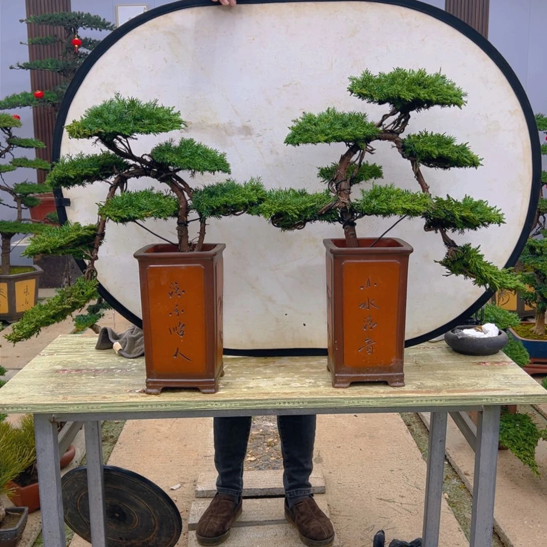 盆景龙爪松造型盆景
