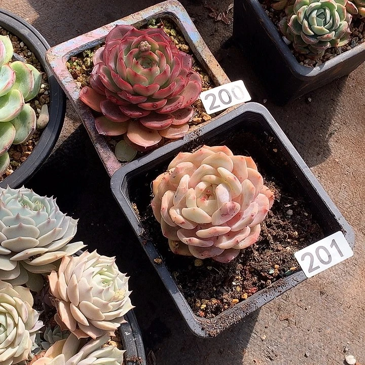 200-201两颗 一物一拍多肉