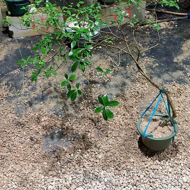 当前无花栽培后可以开花蔡*1