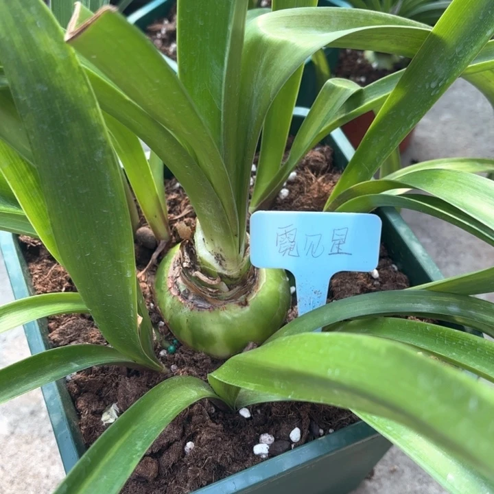 无花朵霓见星7厘米坨坨不带盆