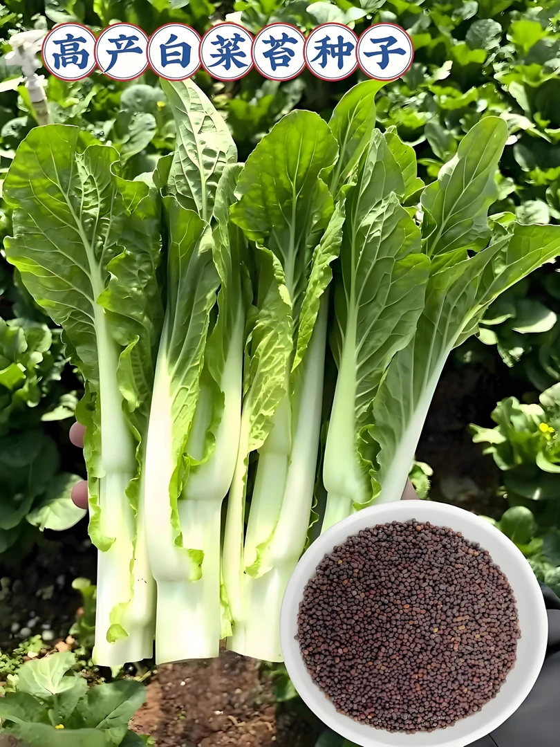 【脆甜白菜苔种子】家庭阳台小院种植四季播种蔬菜种籽盆栽地栽易种