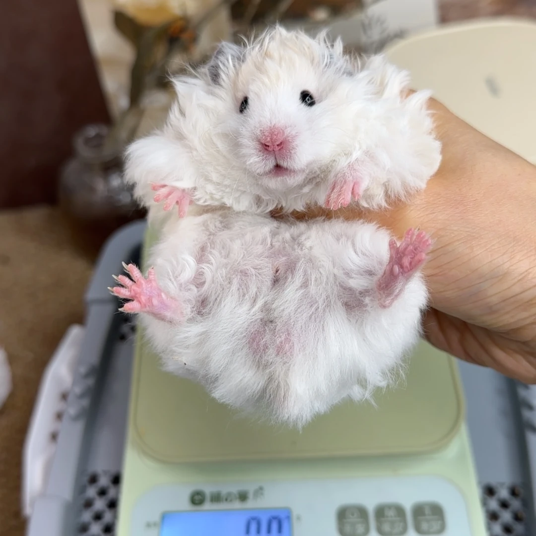 卷毛黄波弟弟9.18