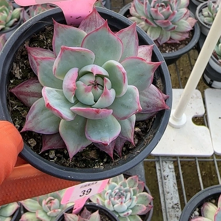 Ⅰ***瑶12 惊鸿仙子多肉植物5-9cm