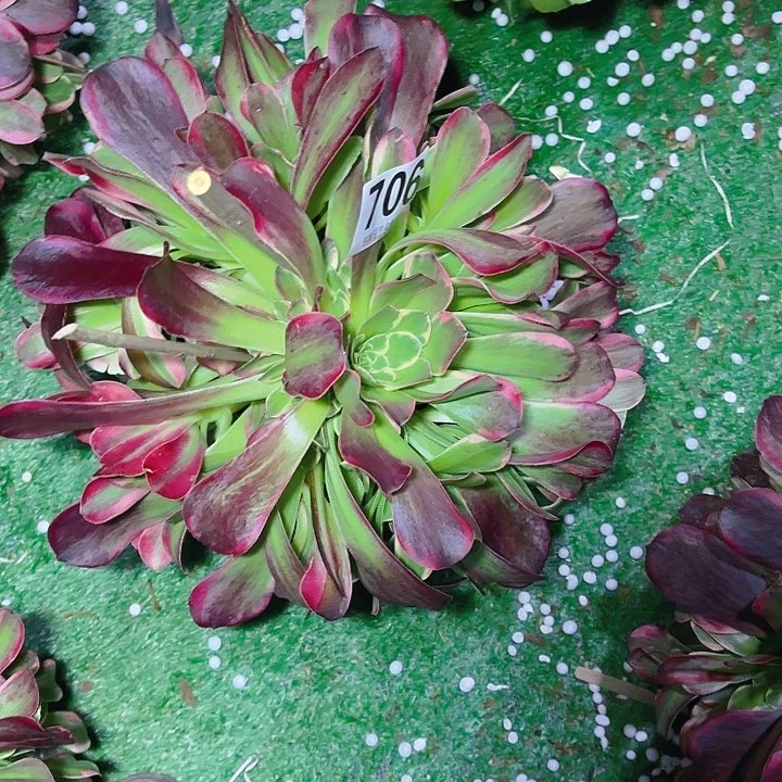 【闪购商品】捂****笑706幽兰公主2-4