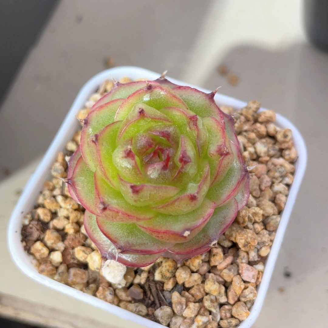 优选珍妮福利453