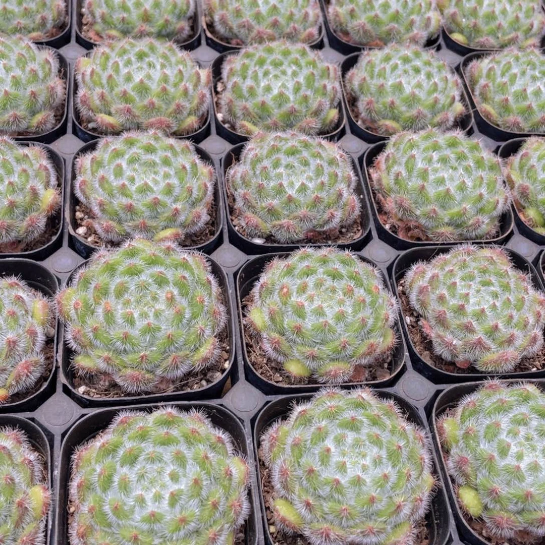 241号 黄金果单头一个