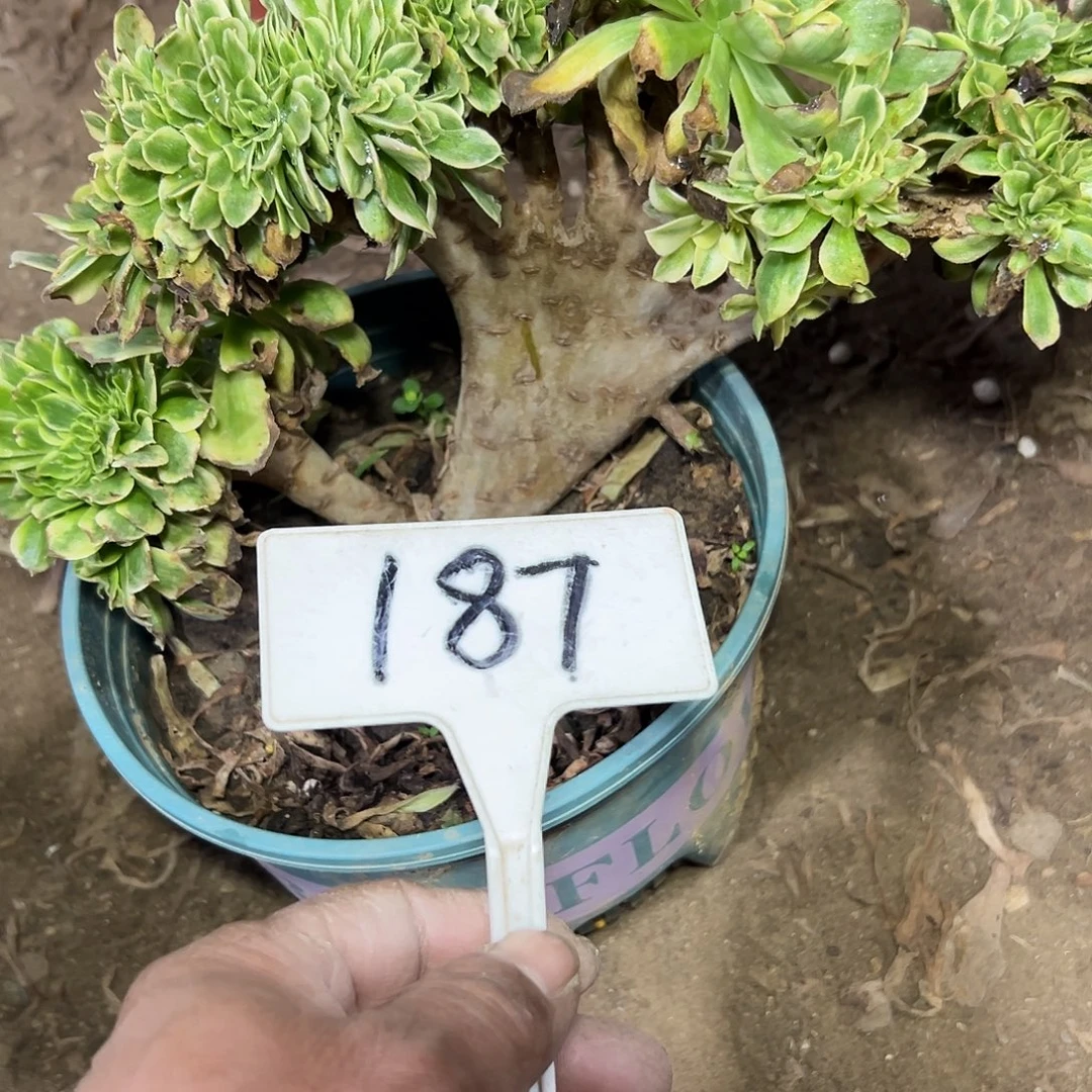 多肉植物绿豆沙缀花187