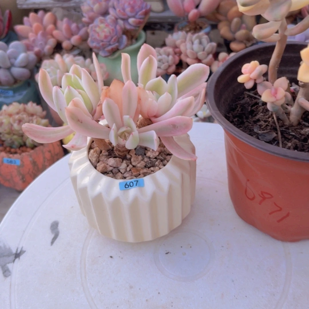 、***o一物一拍编号607 6971