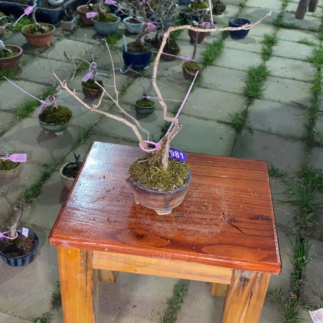 红陶嘿**枝红红火火过大年981