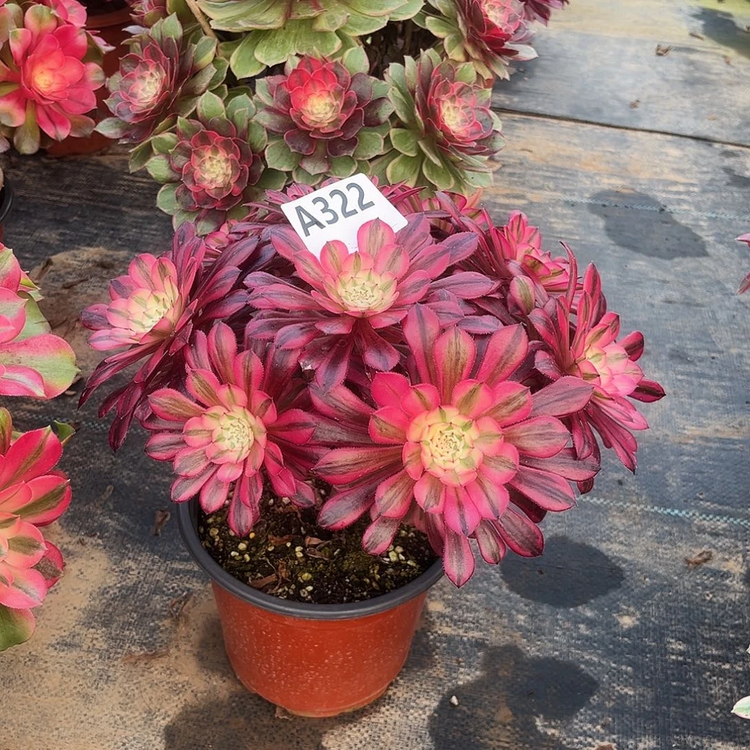 从林黑铜白322多肉