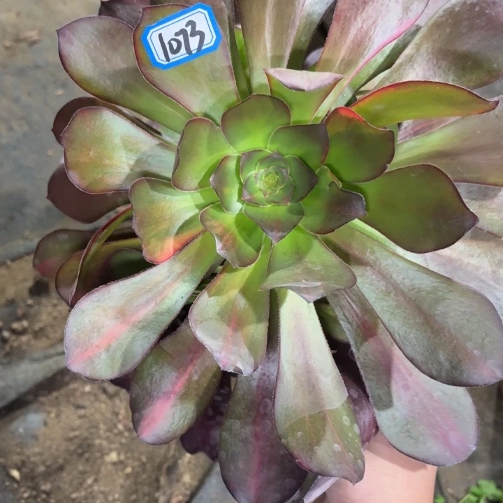 巫毒1073一物一拍多肉