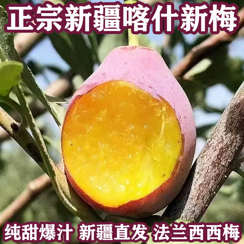 新疆伽师法兰西西梅新鲜当季纯甜爆汁核心产地喀什新梅皮薄核小