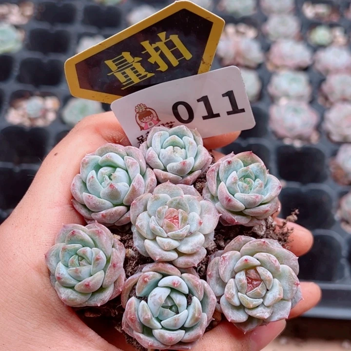 多肉植物多肉植物