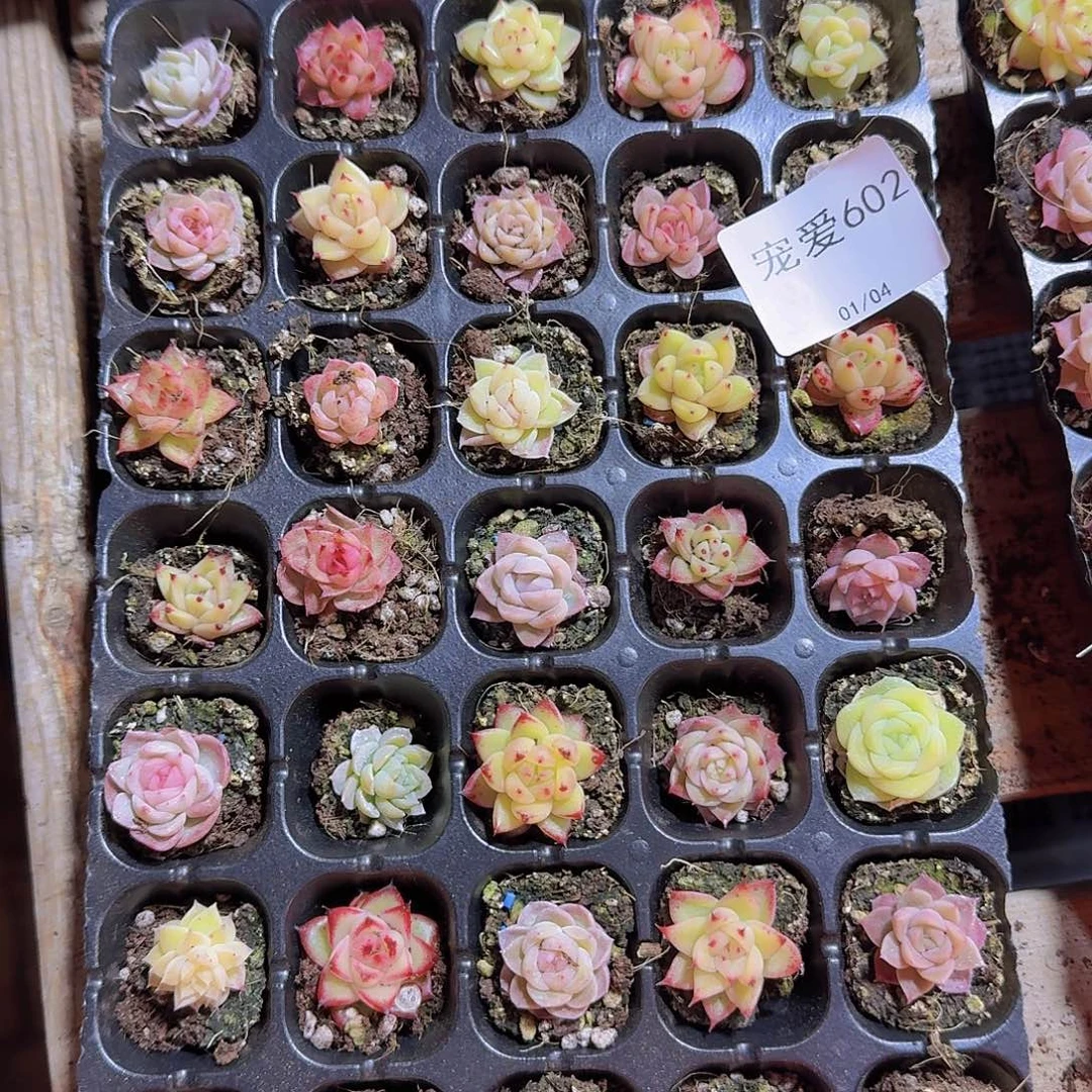 直播福利一物一拍602