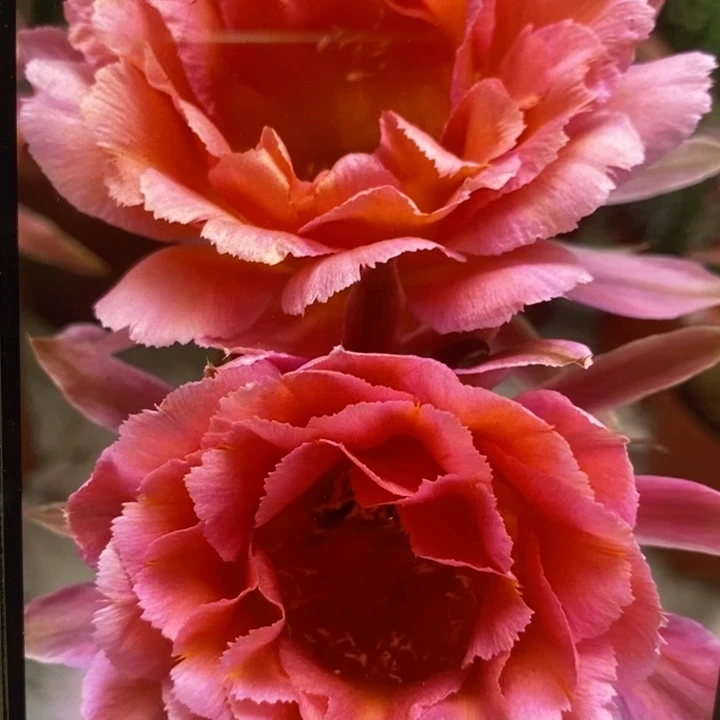 香香31号带根7公分左右有干皮