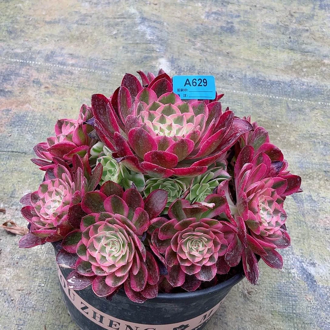 玲*多肉植物荔枝629