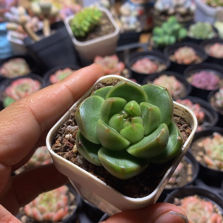 胖子珍妮一物一拍