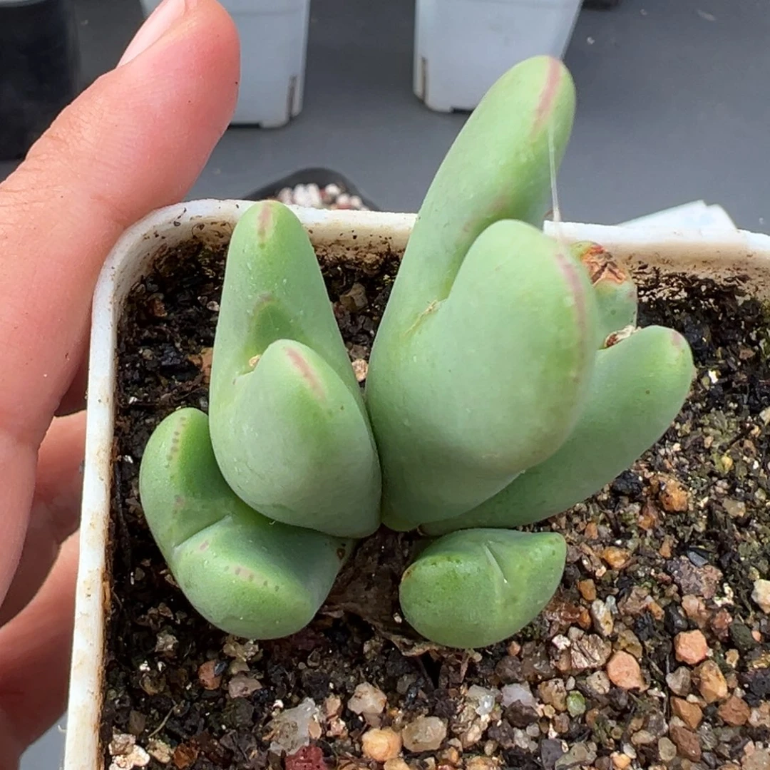 12.2好看的多肉脱土发货985