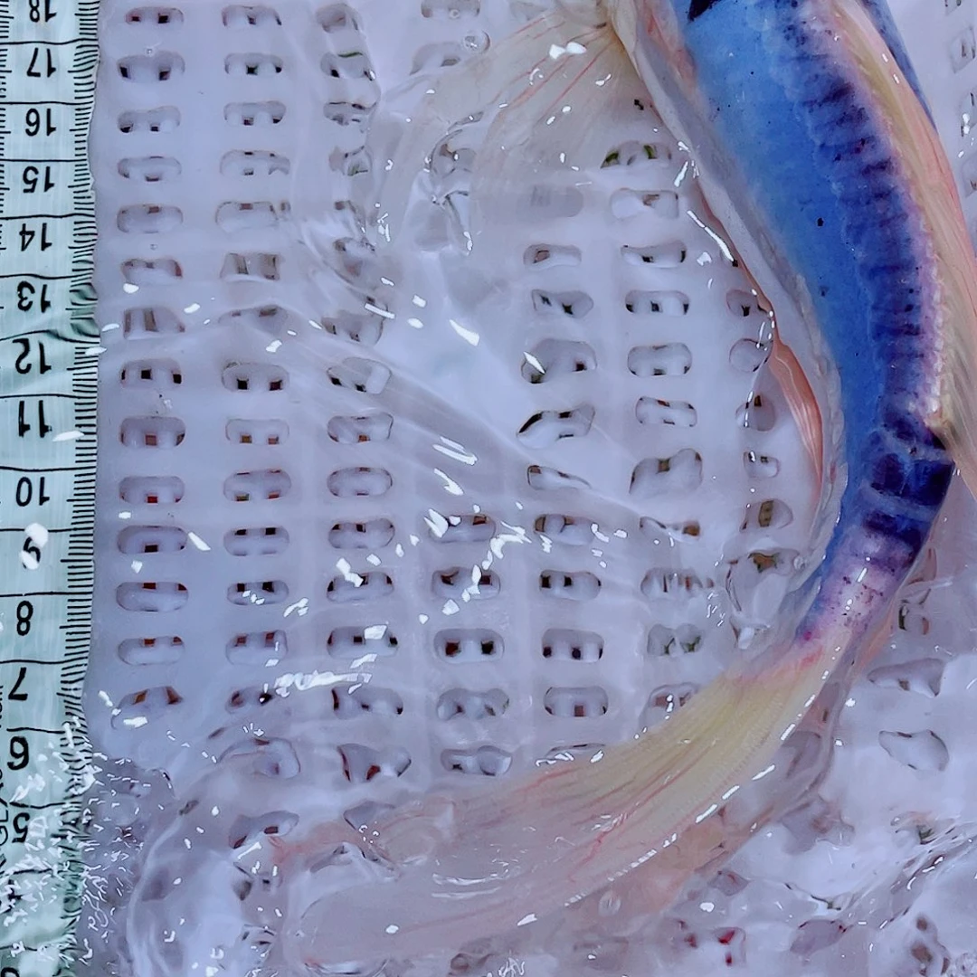 锦鲤20 包邮冷水观赏鱼