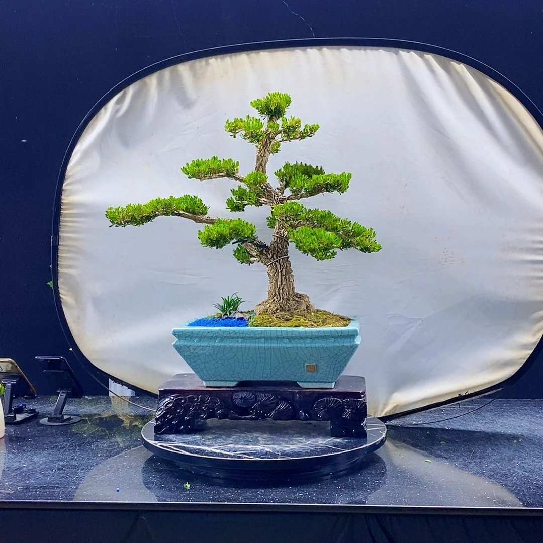 无花朵黄杨盆景造型