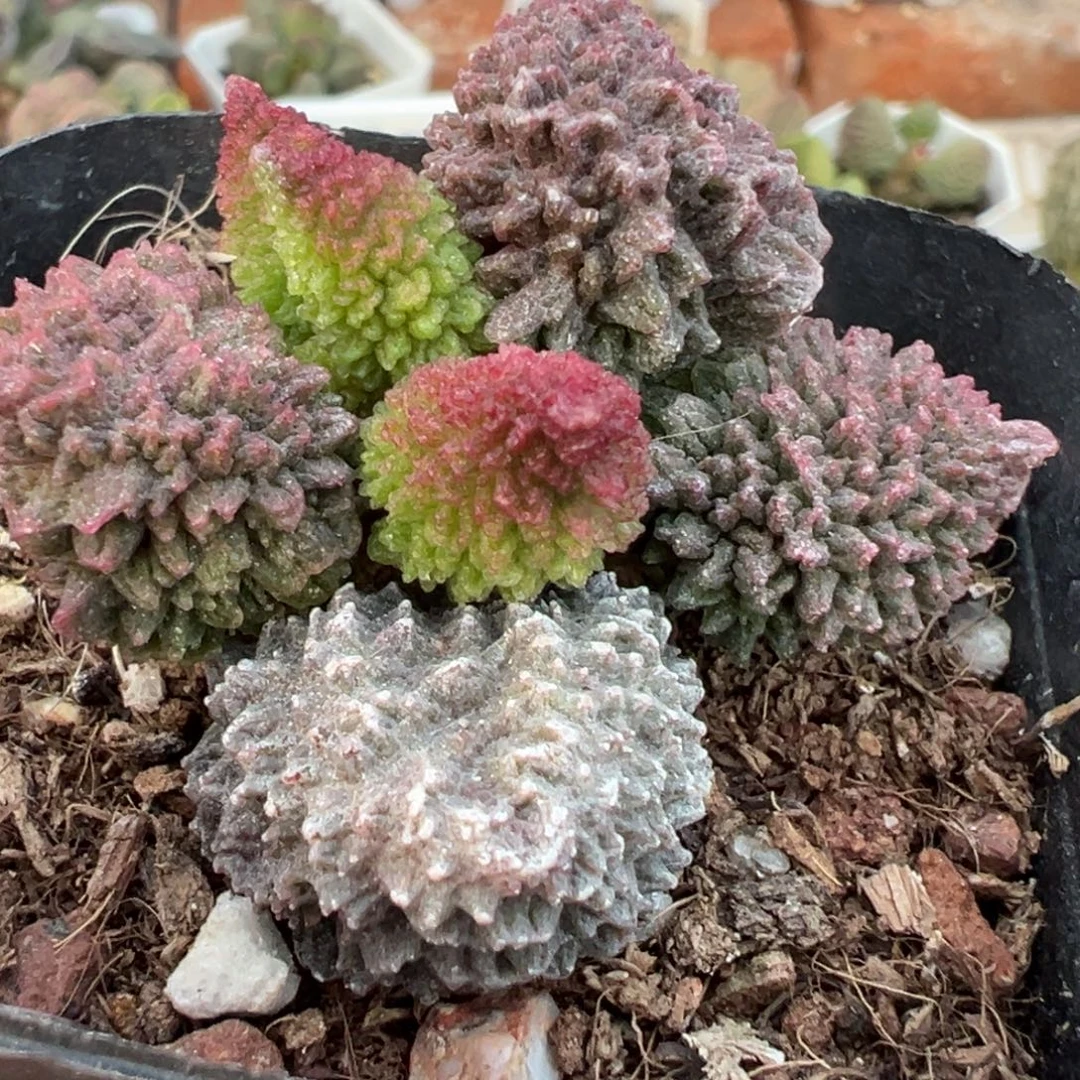 朱紫玉单头纯木质桩多肉植物