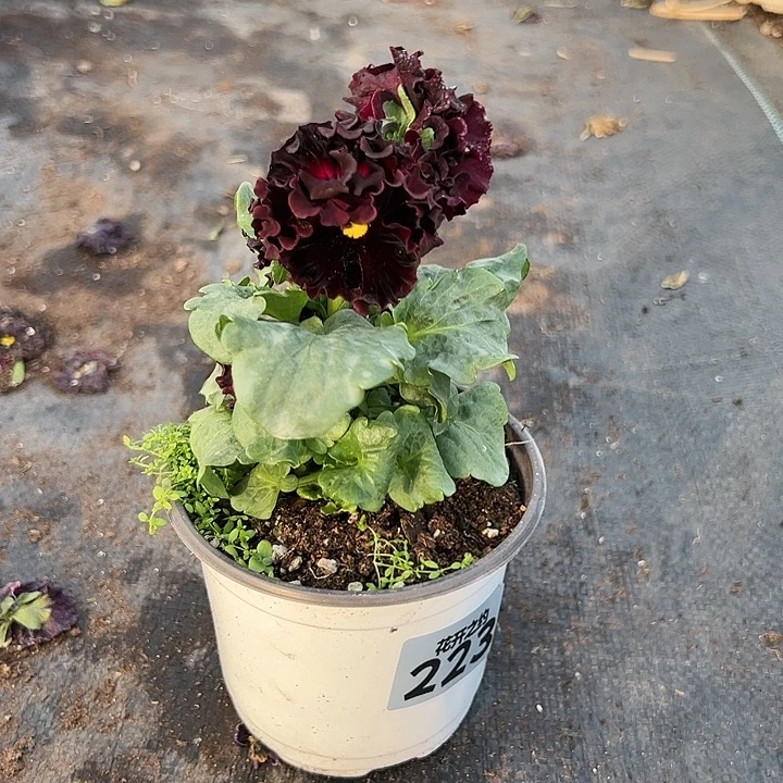 萍****当前无花朵，栽培后可花朵223号