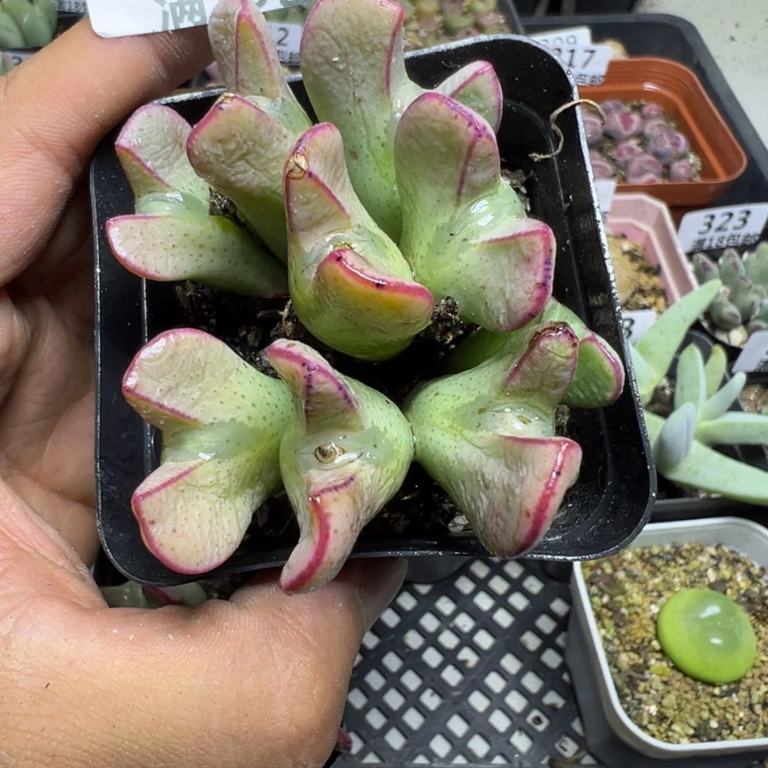 【闪购商品】 333。