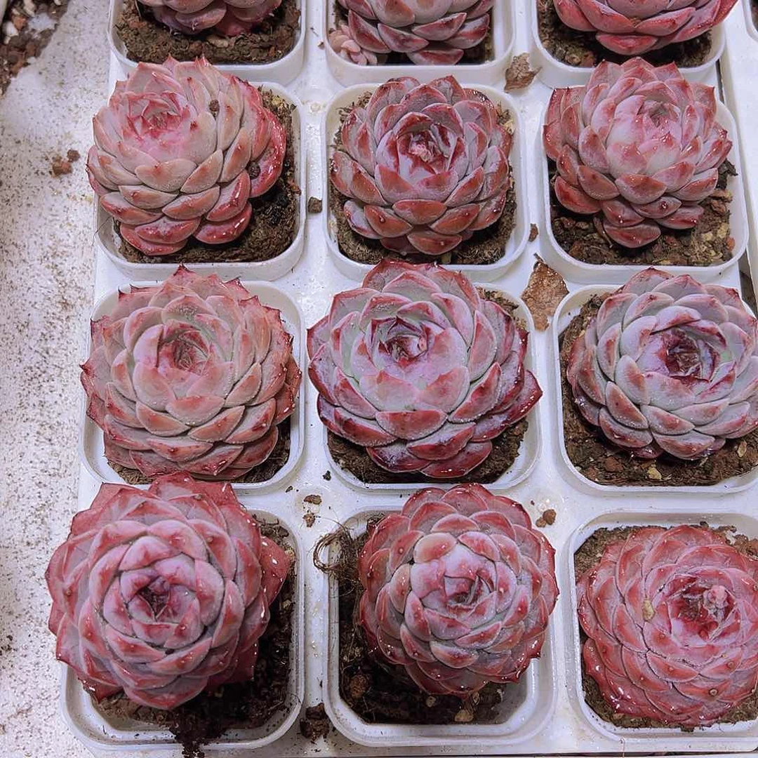 梦一珍妮19包邮多肉