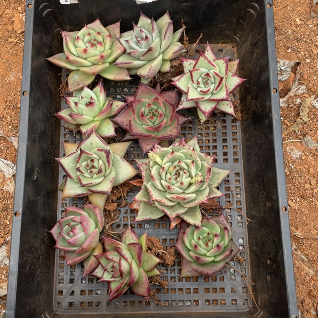 无花朵若如东云组拍D111