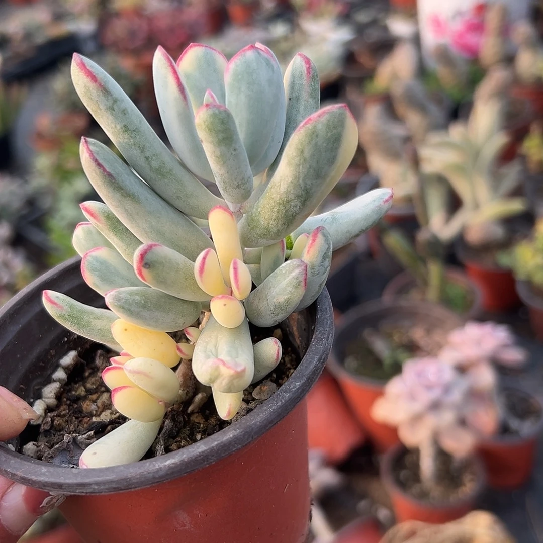 多肉植物棒叶福娘锦