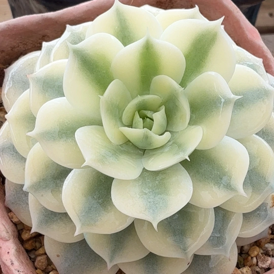 青岗锦 安吉园艺锦