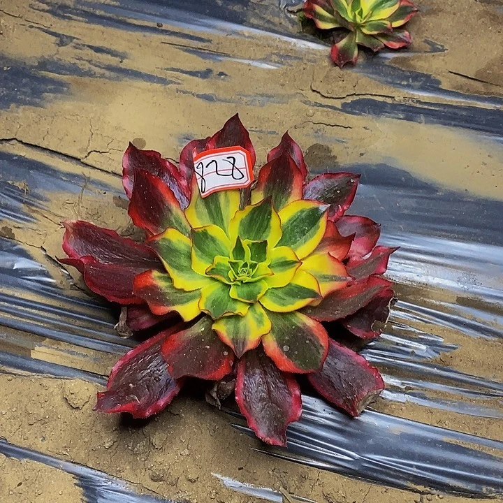 魅影老桩法师828号