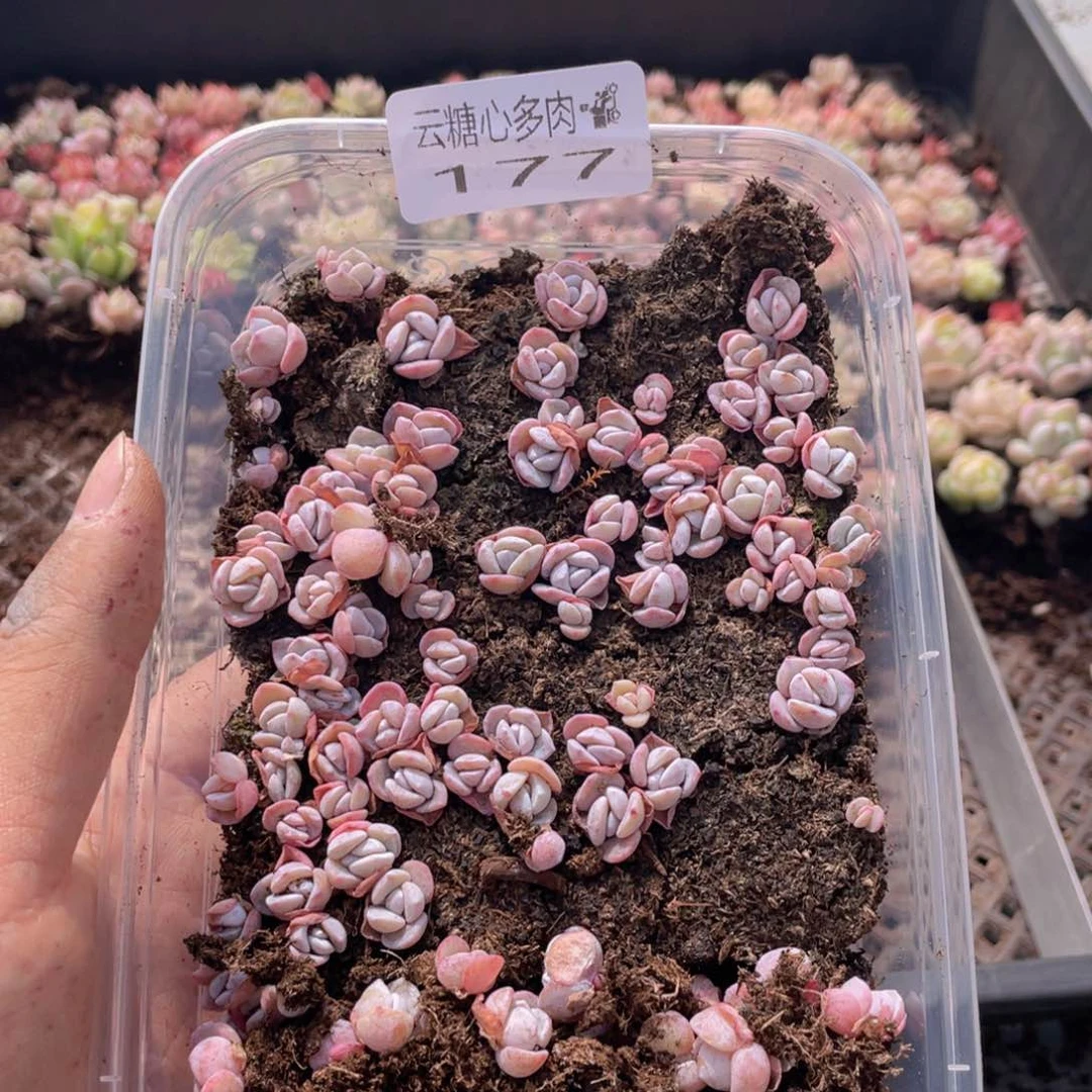 云糖心多肉植物177