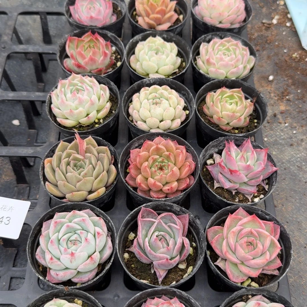 十八颗量拍18-43