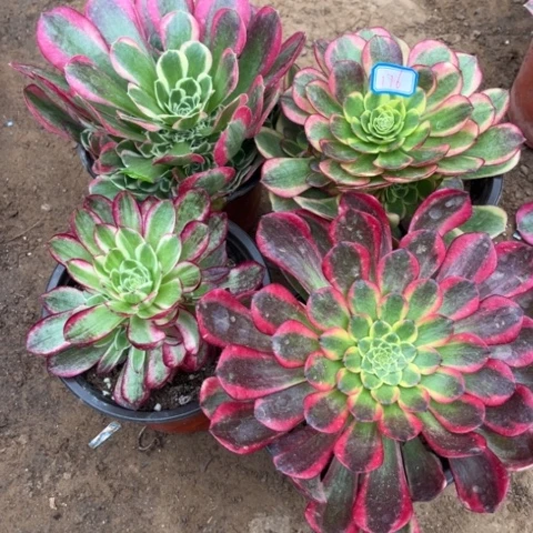176多肉植物组合