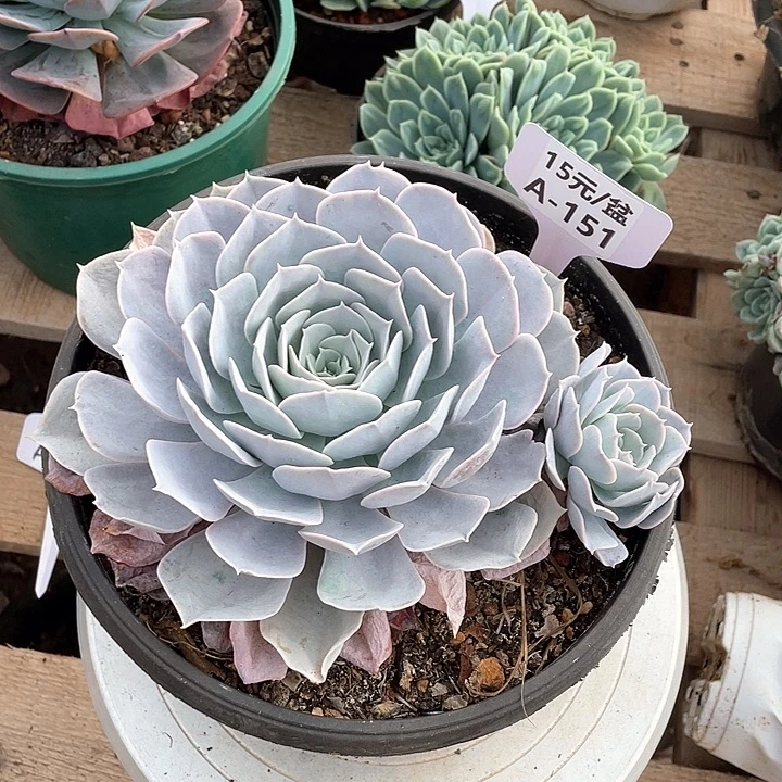 A***u圣卡洛斯多肉植物