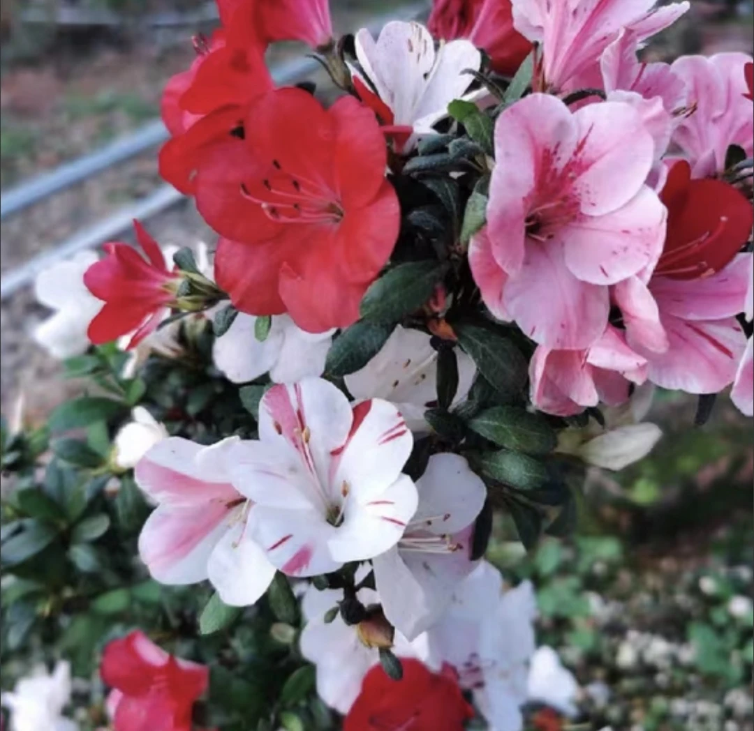 皋月杜鹃万紫千红杜鹃花