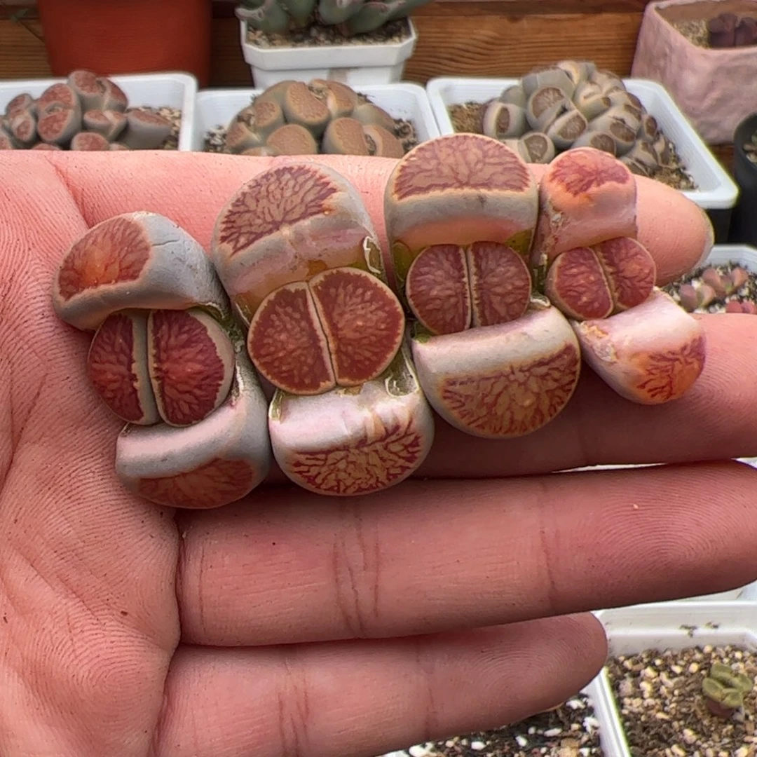 0658号菊4颗 多肉植物