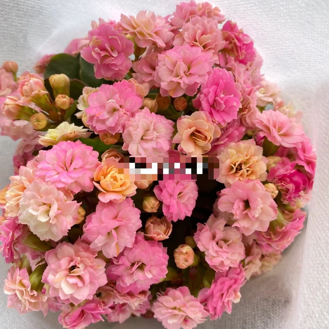 夏荷长寿花 室内盆栽