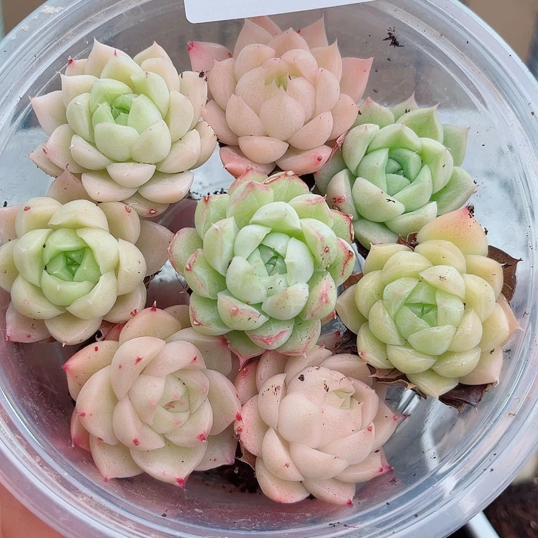 1-439 新疆西藏内蒙不发12.8包邮2-3公分