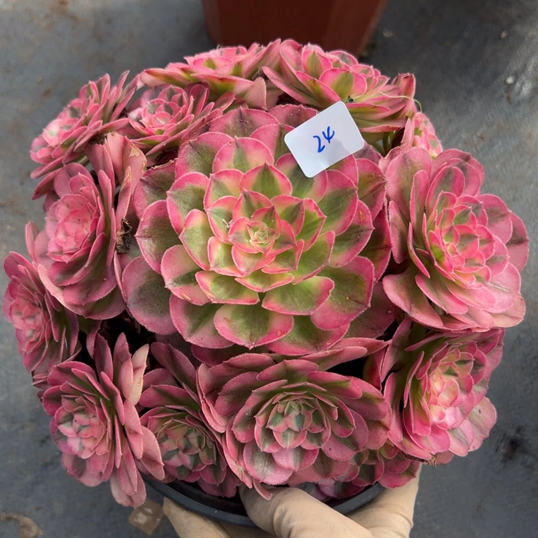 24倾城多肉嘻嘻嘻