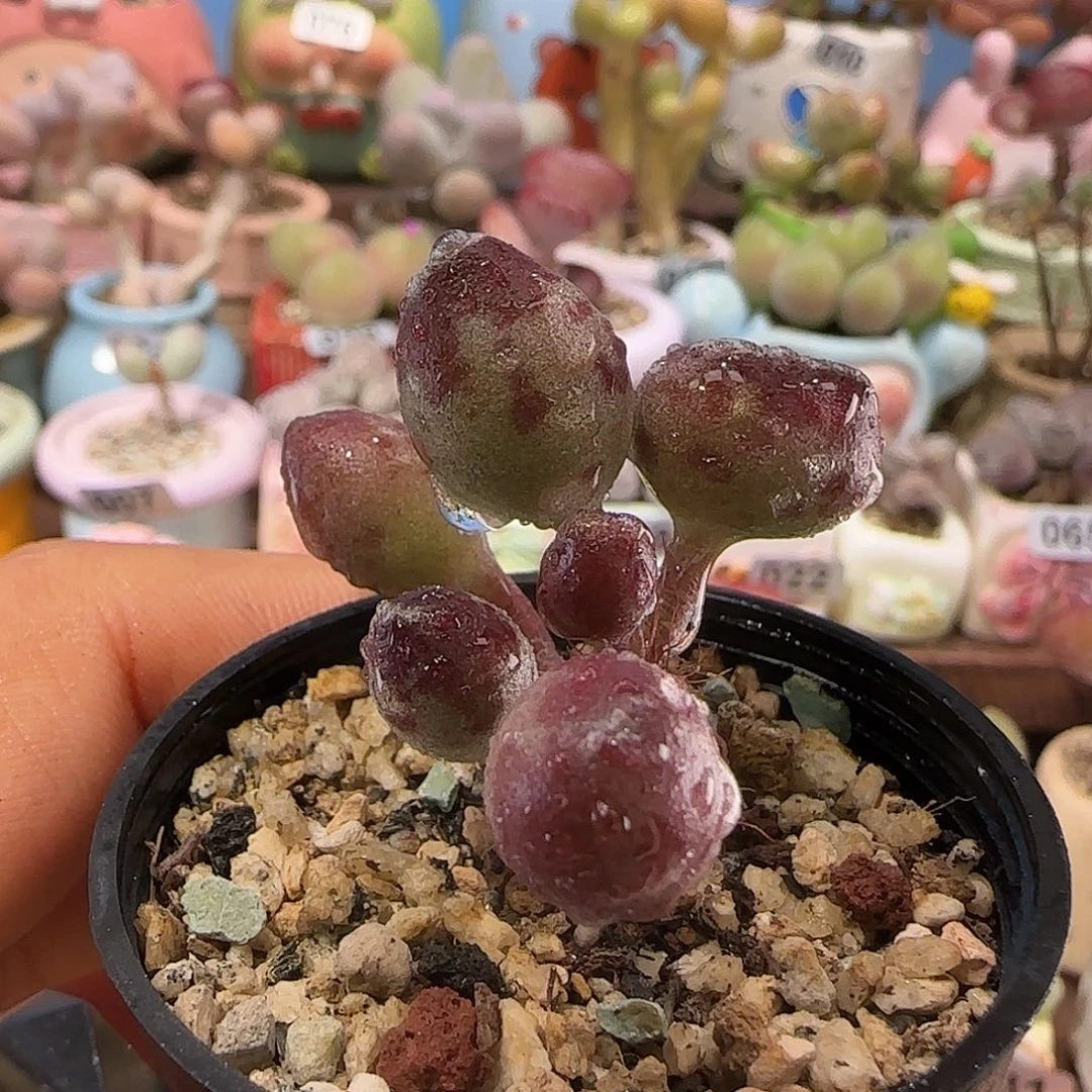 T变异鼓槌盆口3.5cm