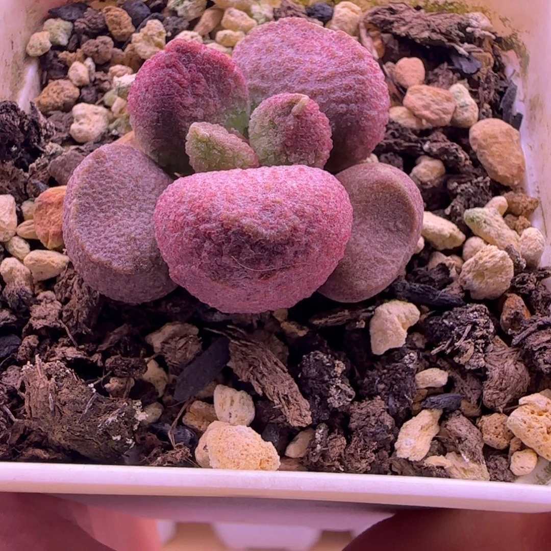 特价新品，一物一拍